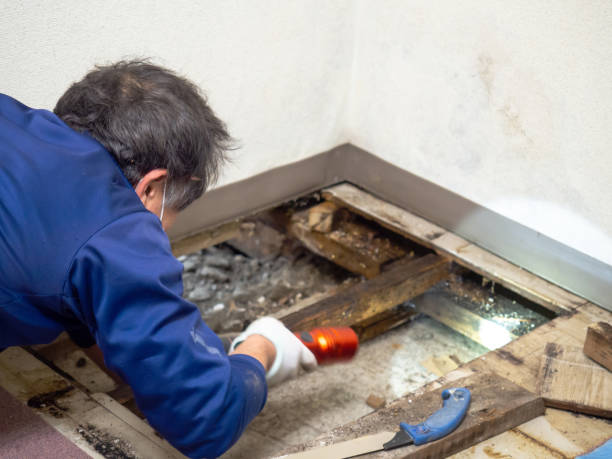 Best White Mold Remediation in Overland Park, KS