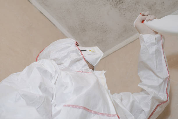 Best Black Mold Remediation in Overland Park, KS
