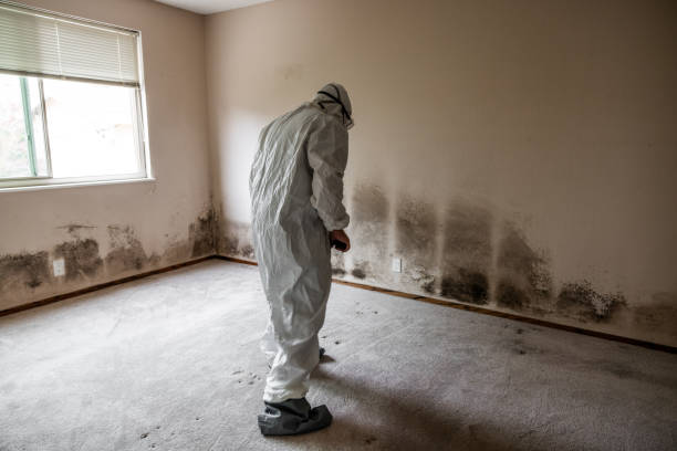 Best Industrial Mold Remediation in Overland Park, KS