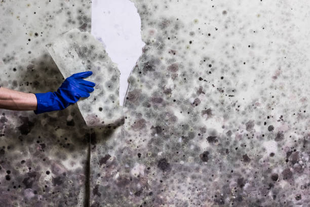 Best Crawl Space Mold Remediation in Overland Park, KS