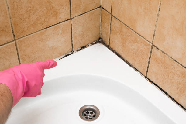 Best Commercial Mold Remediation in Overland Park, KS